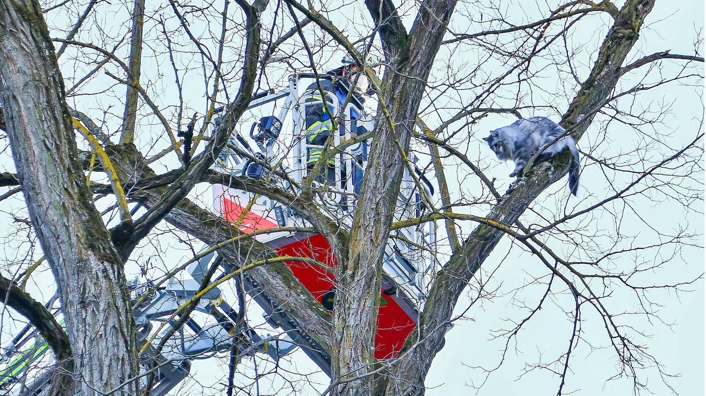Tierrettung Katze Baum Feuerwehr