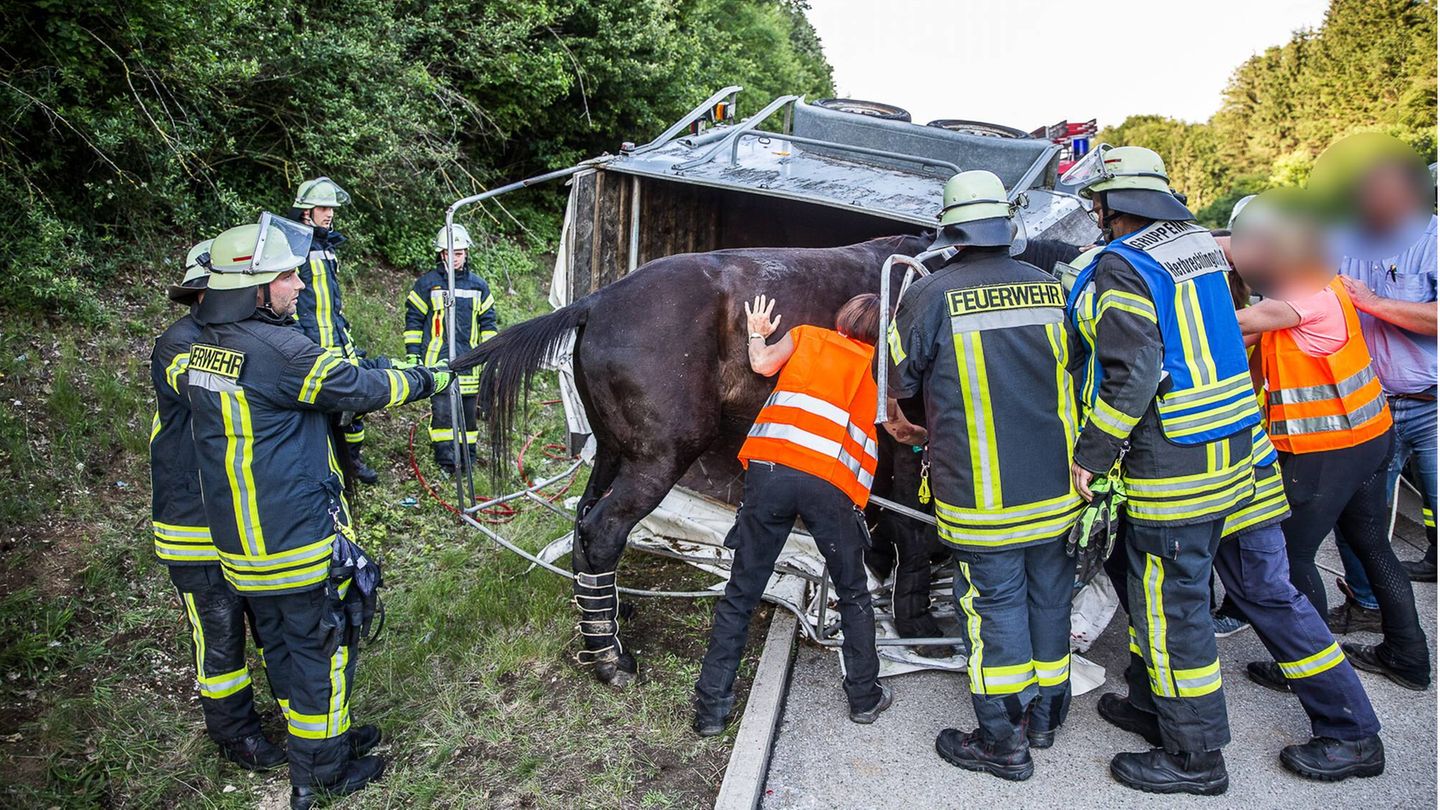Aufwändige Rettung von Pferden kann teuer werden Tierrettung Pferd Anhänger Feuerwehr
