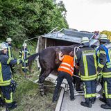 Tierrettung Pferd Anhänger Feuerwehr