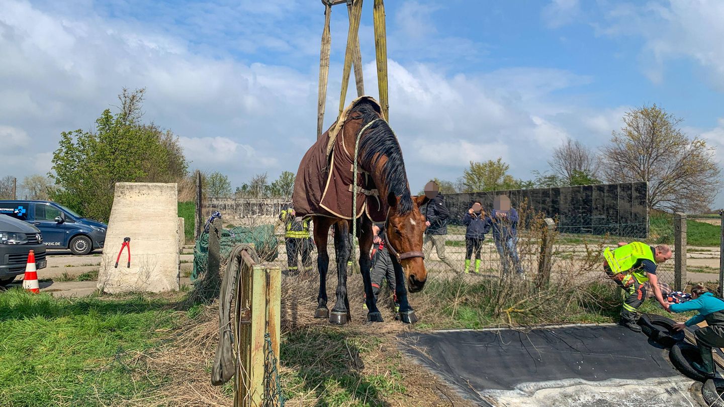 Tierrettung Pferd in Löschteich Krostitz