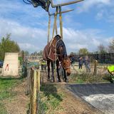 Tierrettung Pferd in Löschteich Krostitz
