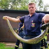 Tierrettung Schlange Feuerwehr