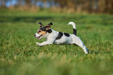 Tierrettung Jack Russel Terrier Feuerwehr