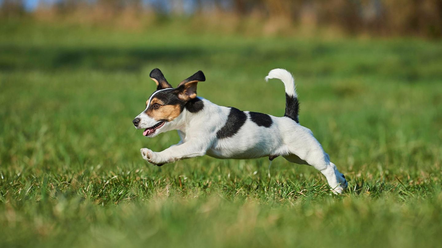 Großer Einsatz der Feuerwehr für einen kleinen Hund Tierrettung Jack Russel Terrier Feuerwehr