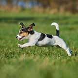 Tierrettung Jack Russel Terrier Feuerwehr