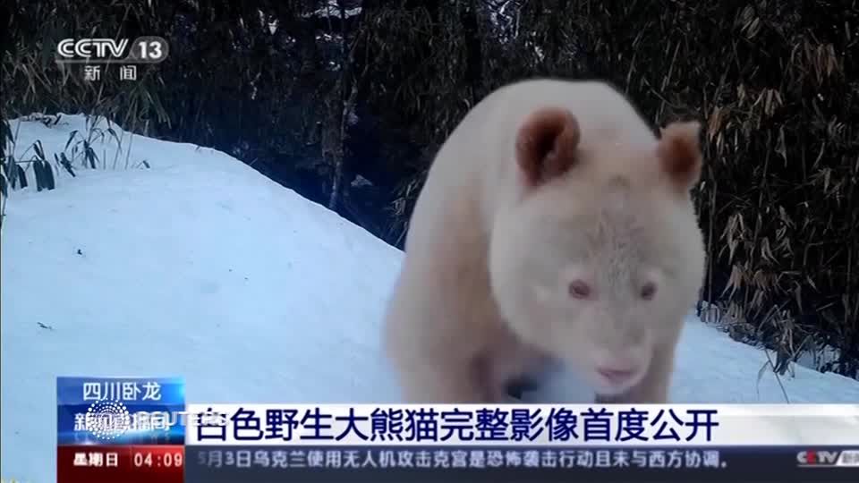 China: Ganz in Weiß: Staatsfernsehen zeigt Panda mit außergewöhnlichem Fell
