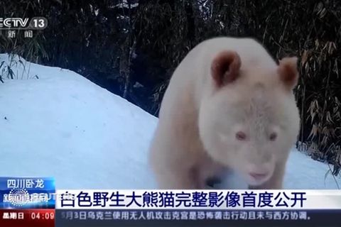 China: Ganz in Weiß: Staatsfernsehen zeigt Panda mit außergewöhnlichem Fell