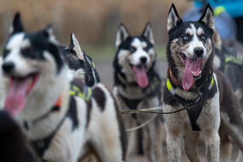 Schlittenhunde vor einem Hundeschlitten