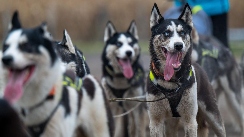Schlittenhunde vor einem Hundeschlitten