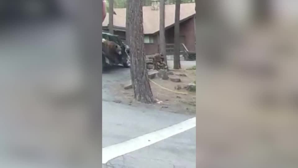 Video: Life Hack: So werden Sie einen Bären im Auto los