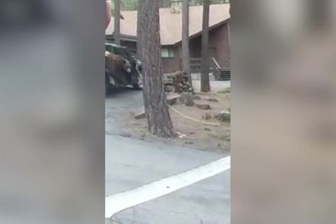 Video: Life Hack: So werden Sie einen Bären im Auto los