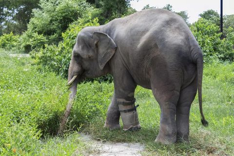 Elefant mit Prothese