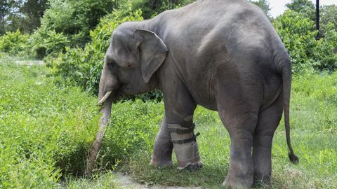 Elefant mit Prothese
