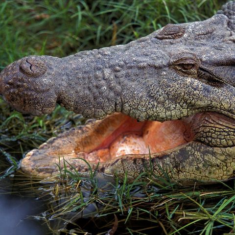 Krokodil