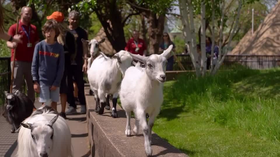Video: Gar nicht zickig und voll auf Trab