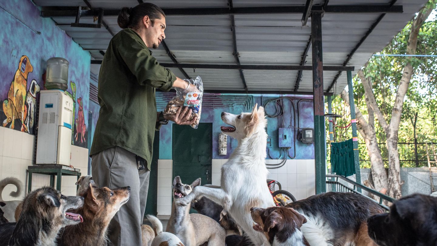 Hunde werden im Impf- und Sterilisationszentrum in Neu-Delhi, Indien, gefüttert