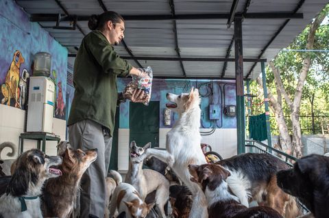 Hunde werden im Impf- und Sterilisationszentrum in Neu-Delhi, Indien, gefüttert