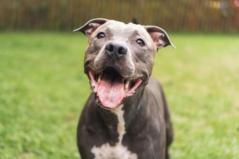 Pitbull beißt mehrere Menschen