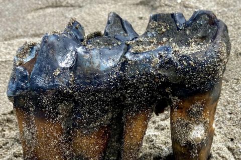 Bild des in Kalifornien am Strand entdeckten Mammutzahns