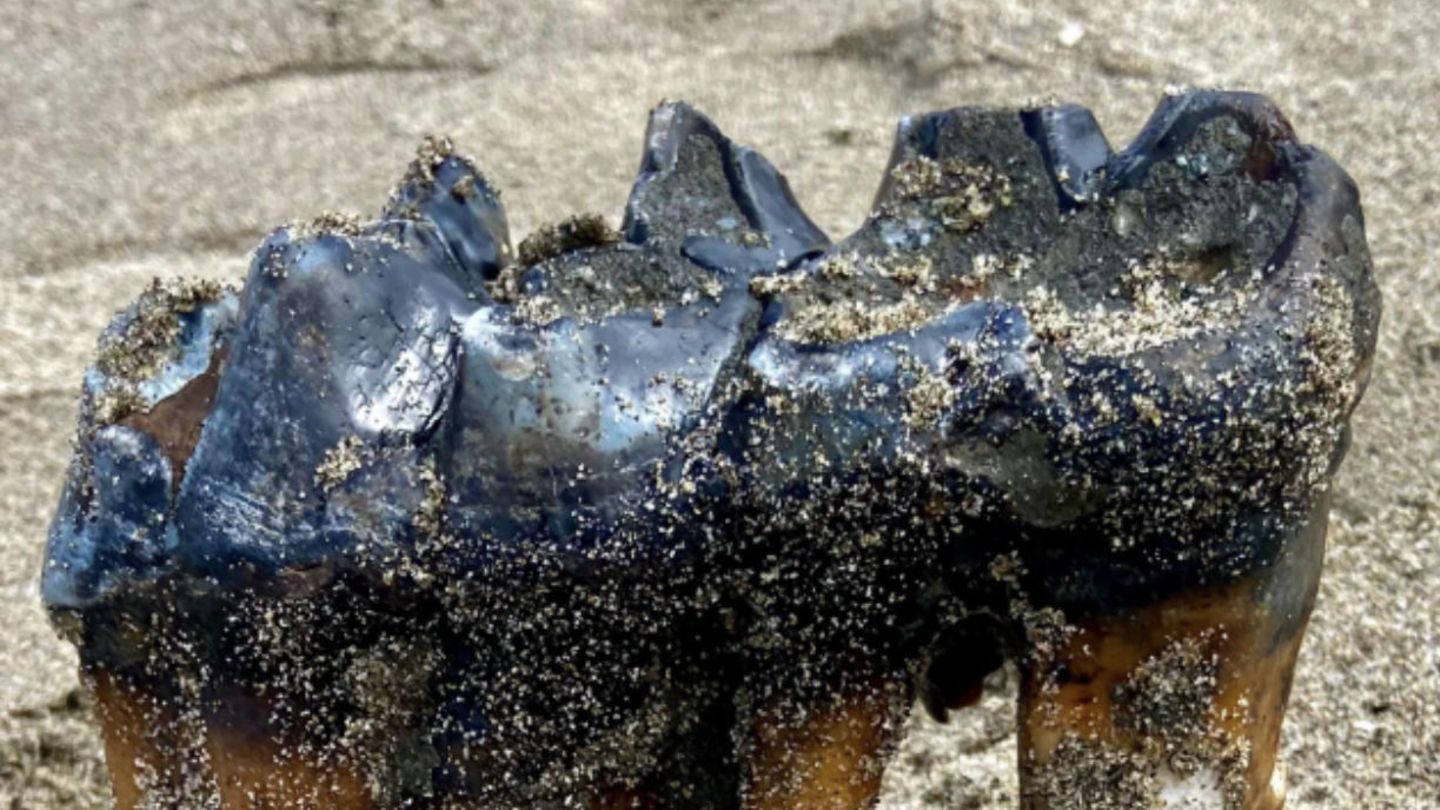Bild des in Kalifornien am Strand entdeckten Mammutzahns