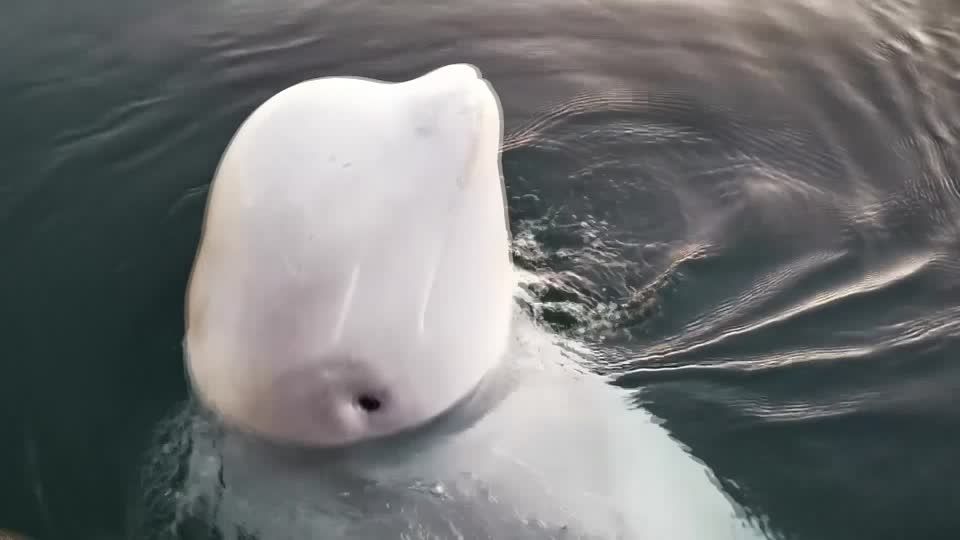 Küste vor Schweden: Alter Bekannter? Angeblicher Spionage-Beluga wieder gesichtet