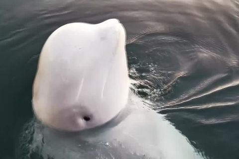 Küste vor Schweden: Alter Bekannter? Angeblicher Spionage-Beluga wieder gesichtet