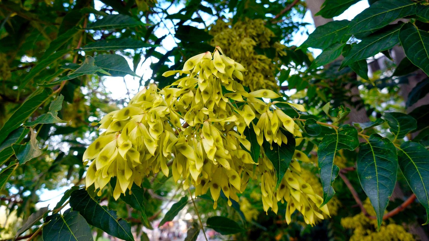 Götterbaum – er ist ein Berliner Invasive Art Götterbaum Ailanthus altissima