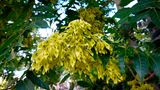 Invasive Art Götterbaum Ailanthus altissima