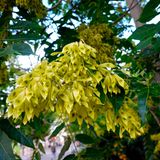 Invasive Art Götterbaum Ailanthus altissima