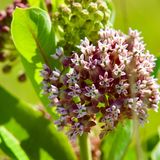 Invasive Art Gewöhnliche Seidenpflanze Asclepias syriaca