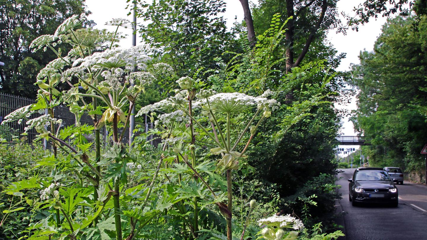 Riesenbärenklau – gefährliche Staude Invasive Art Riesenbärenklau Herkulesstaude Heracleum mantegazzianum