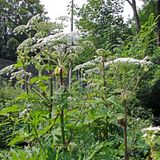 Invasive Art Riesenbärenklau Herkulesstaude Heracleum mantegazzianum