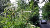 Invasive Art Riesenbärenklau Herkulesstaude Heracleum mantegazzianum