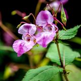 Invasive Art Drüsiges Springkraut Impatiens glandulifera