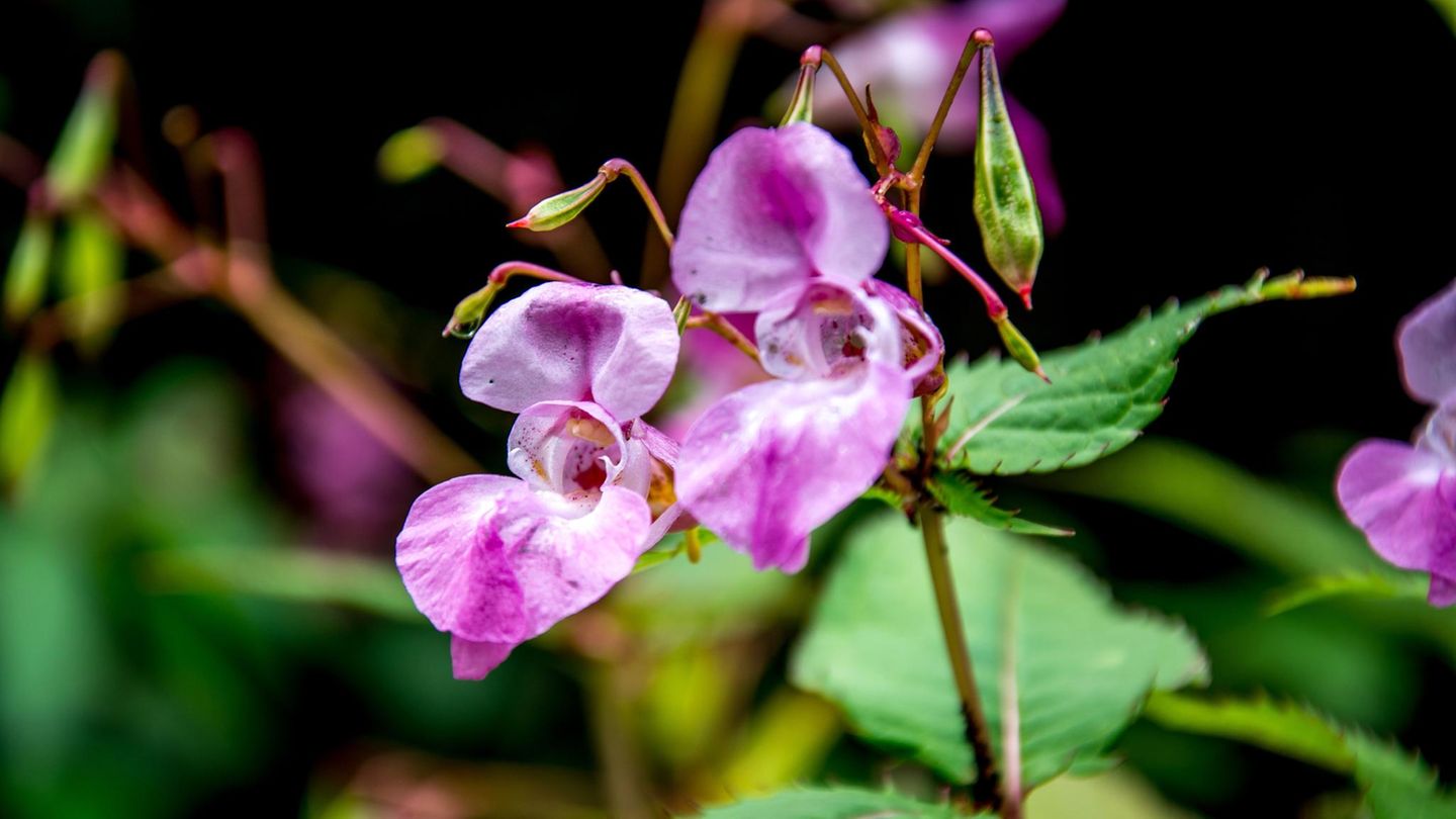 Invasive Art Drüsiges Springkraut Impatiens glandulifera