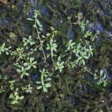 Invasive Art Wechselblatt-Wasserpest Krause Afrikanische Wasserpest Lagarosiphon major