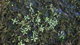 Invasive Art Wechselblatt-Wasserpest Krause Afrikanische Wasserpest Lagarosiphon major