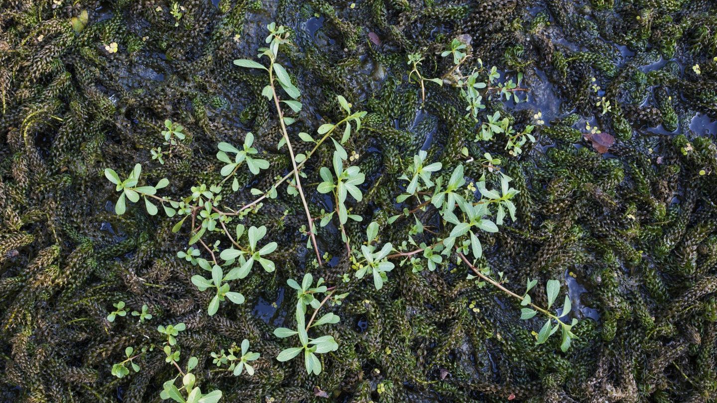 Wechselblatt-Wasserpest – starker Wuchs, viel Schatten Invasive Art Wechselblatt-Wasserpest Krause Afrikanische Wasserpest Lagarosiphon major