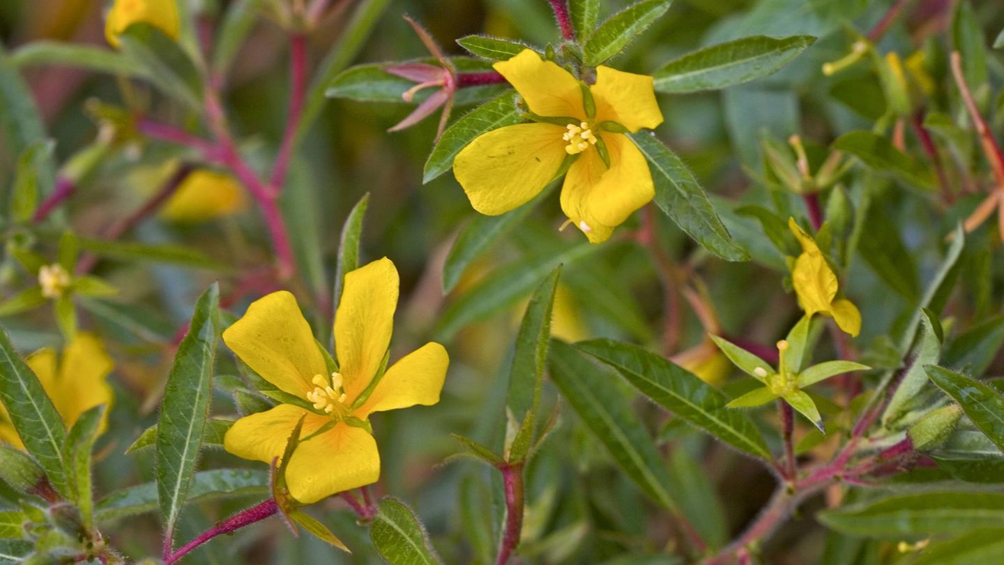 Invasive Art Großblütiges Heusenkraut Ludwigia grandiflora