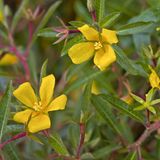 Invasive Art Großblütiges Heusenkraut Ludwigia grandiflora
