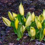 Invasive Art Gelbe Scheinkalla Amerikanischer Stinktierkohl Lysichiton americanus