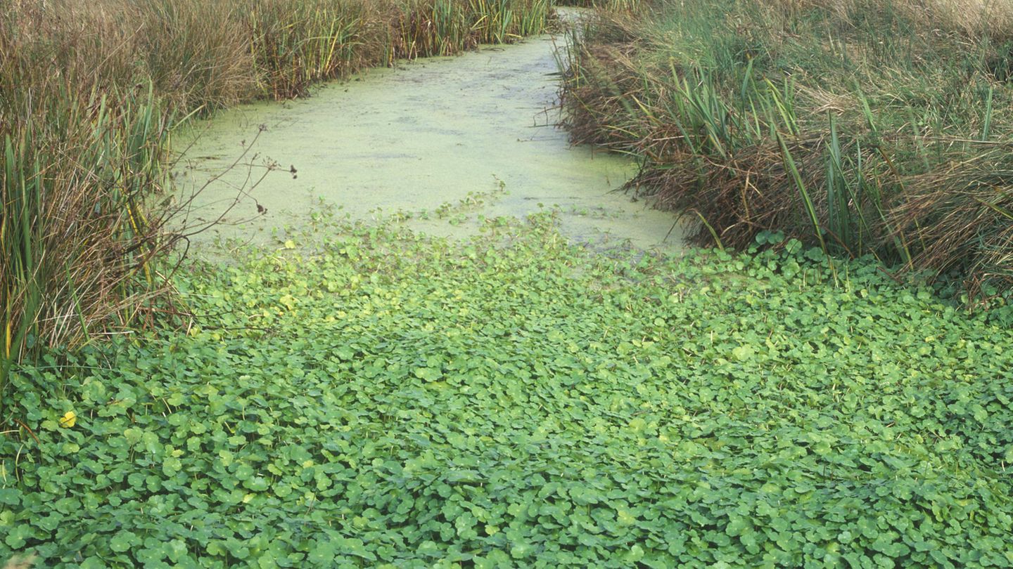 Invasive Art Großer Wassernabel  Hahnenfuß-Wassernabel Hydrocotyle ranunculoides