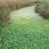 Invasive Art Großer Wassernabel  Hahnenfuß-Wassernabel Hydrocotyle ranunculoides