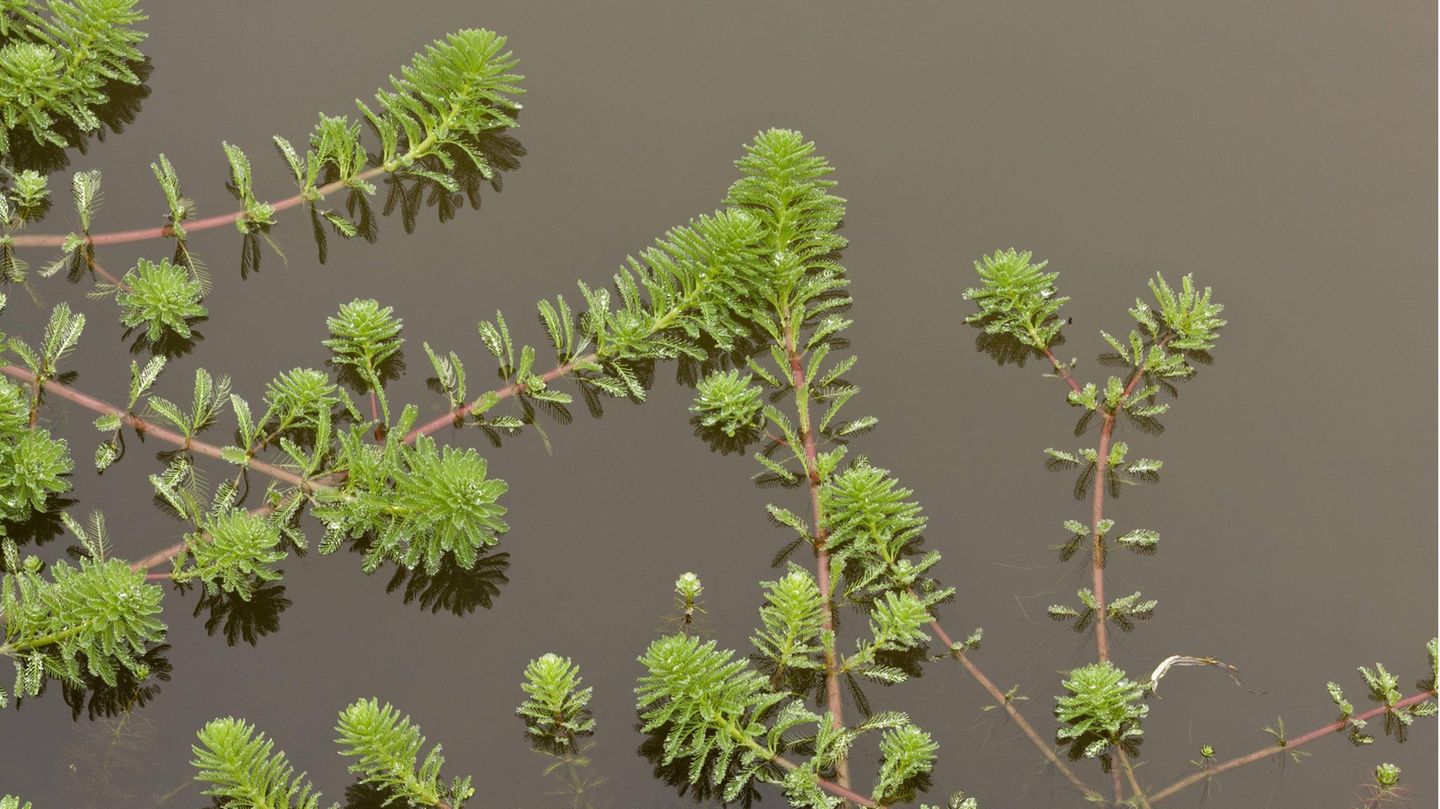 Invasive Art Brasilianisches Tausendblatt  Myriophyllum aquaticum