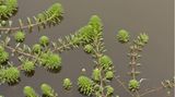 Invasive Art Brasilianisches Tausendblatt  Myriophyllum aquaticum