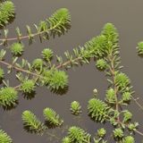 Invasive Art Brasilianisches Tausendblatt  Myriophyllum aquaticum