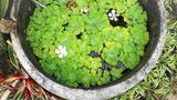Invasive Art Muschelblume Pistia stratiotes