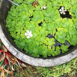 Invasive Art Muschelblume Pistia stratiotes