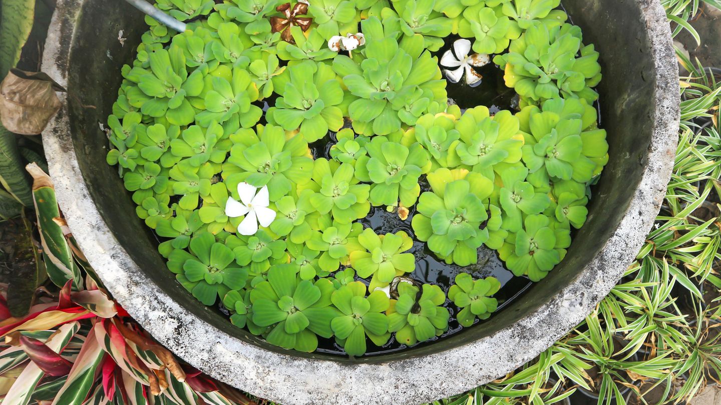 Invasive Art Muschelblume Pistia stratiotes