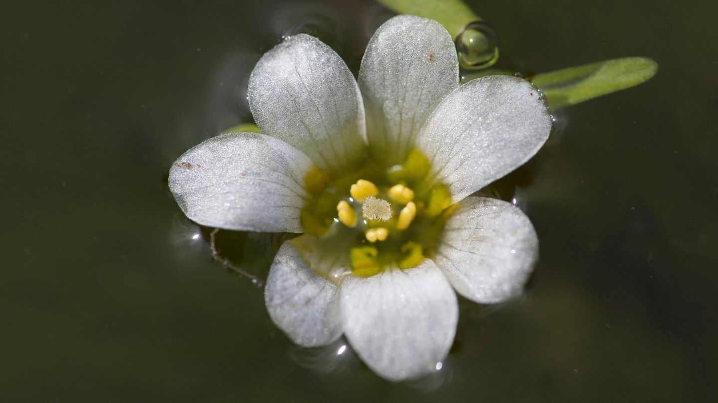 Invasive Art Karolina-Haarnixe Grüne Haarnixe Cabomba caroliniana